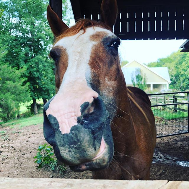 #oldtownroad now I get that song. I think. #fetchtheleash #petsitting #horsesofinstagram