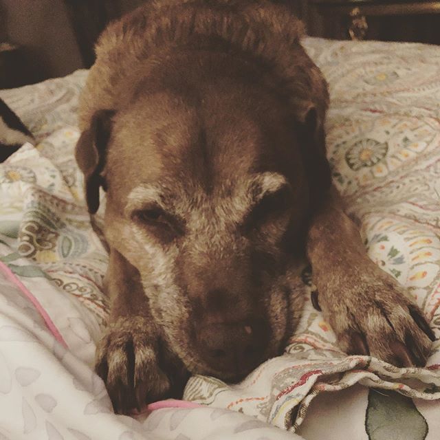 Is it bedtime yet? #greyface #petsitting #fetchtheleash