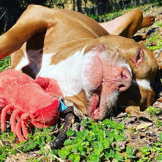 Sometimes you just need to sun your belly with your favorite toy. Ya know? #fetchtheleash #petsitting #sunday #pibble