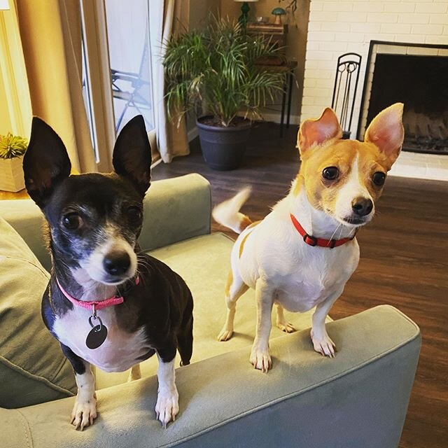 Did someone say &ldquo;treat&rdquo;? #dogwalking #fetchtheleash #ears