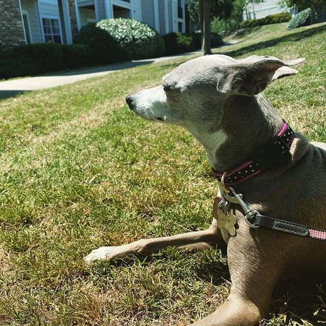 Just out here enjoying the sun and breeze on a beautiful Friday. #dogwalking #fetchtheleash #italiangreyhound