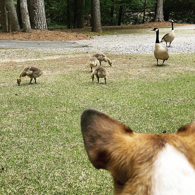 Just watching the babies. #geese #dogwalking #fetchtheleash