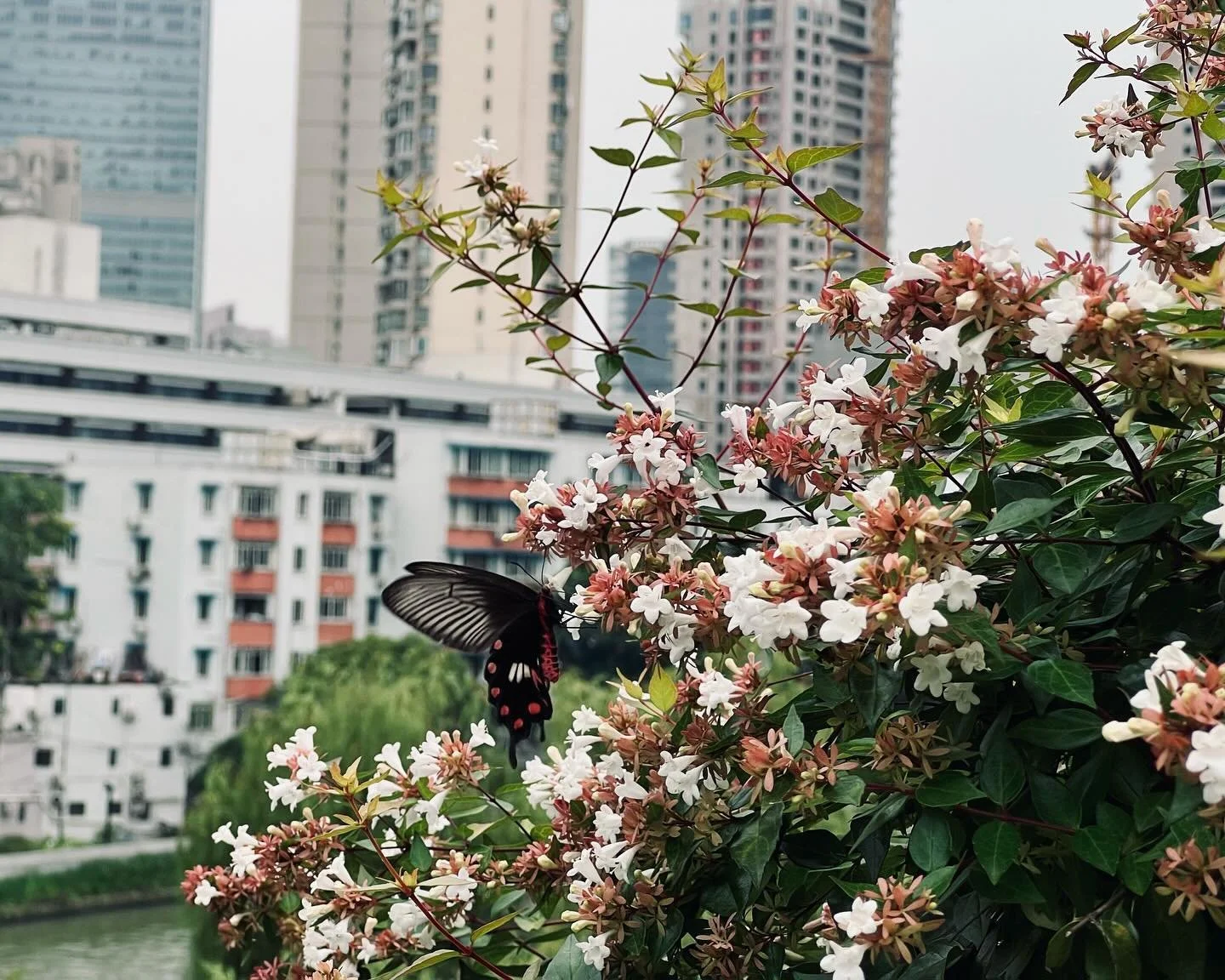 It&rsquo;s the nectar, butterfly &amp; sweet afternoon #4funview #shotoniphone #iphonephotography #zaishanghai #snap
