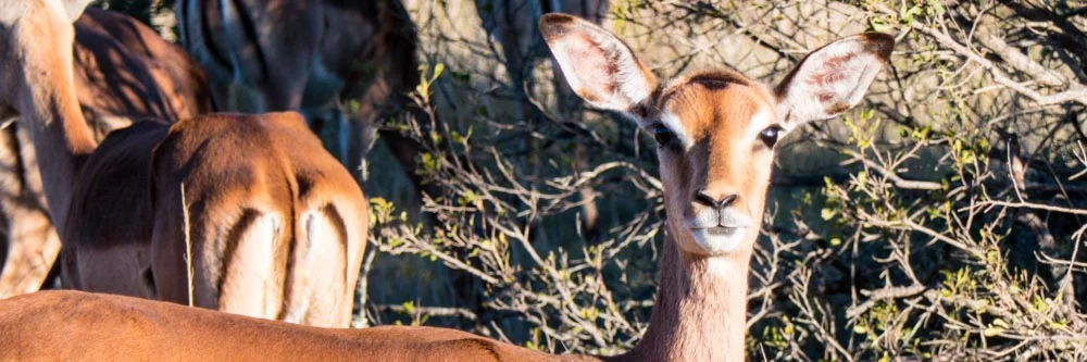 Kleine Lodge mit riesigem Safari-Gelände
