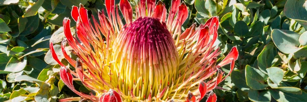 Frühling in Südafrika