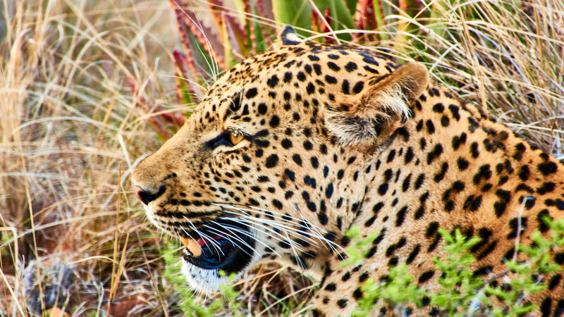Safari am Eastern Cape