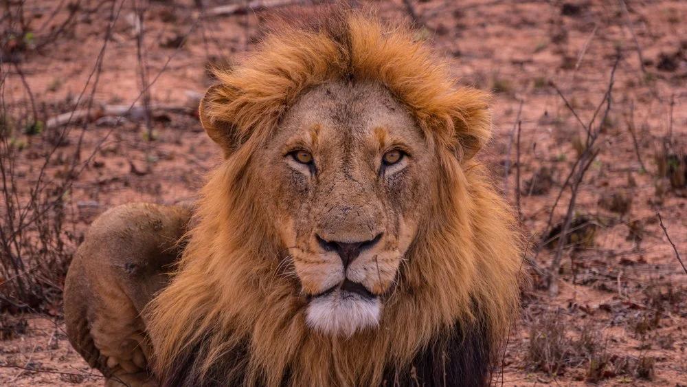 Safari Rundreise im Norden