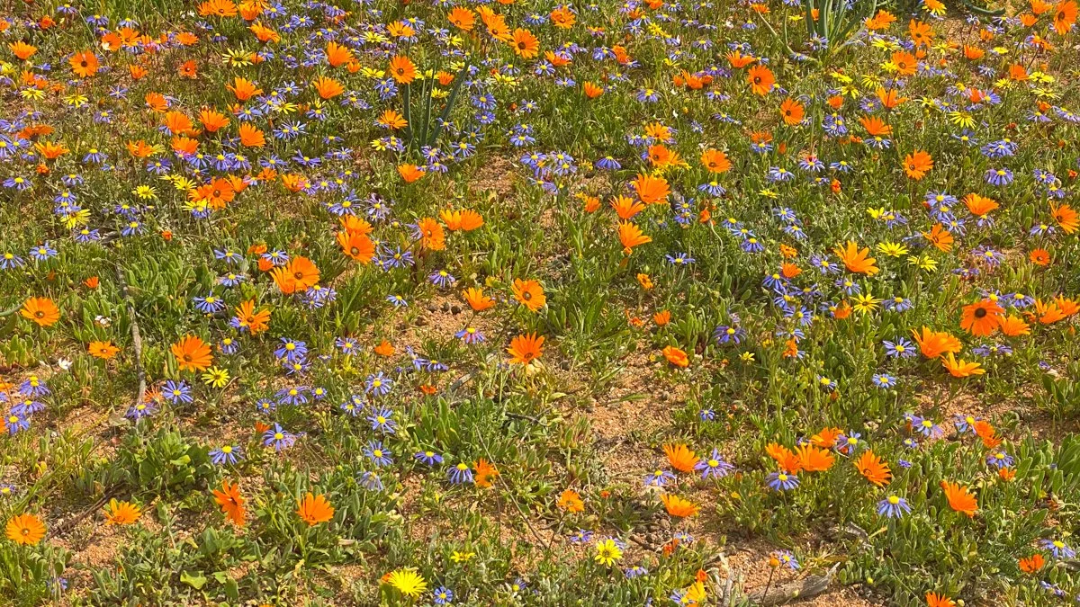 Frühling im Namaqualand