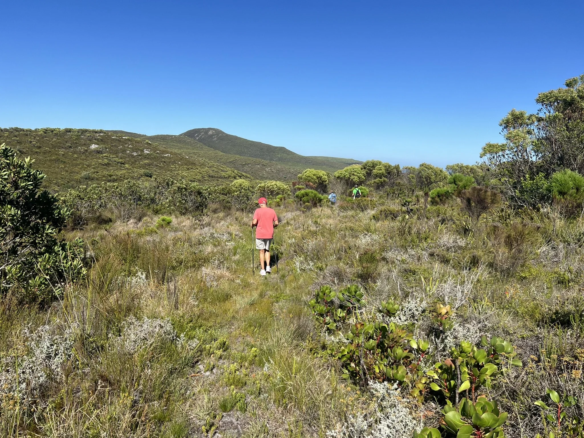 Wandern im Fynbos