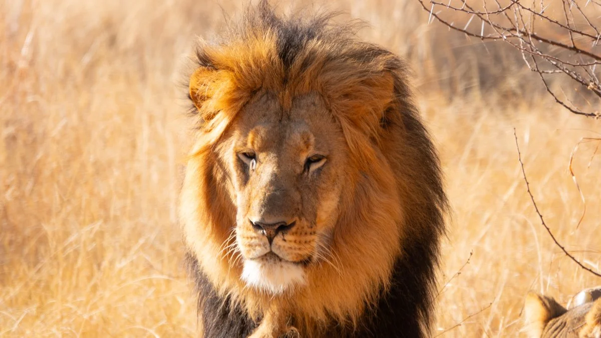 Safari im Norden