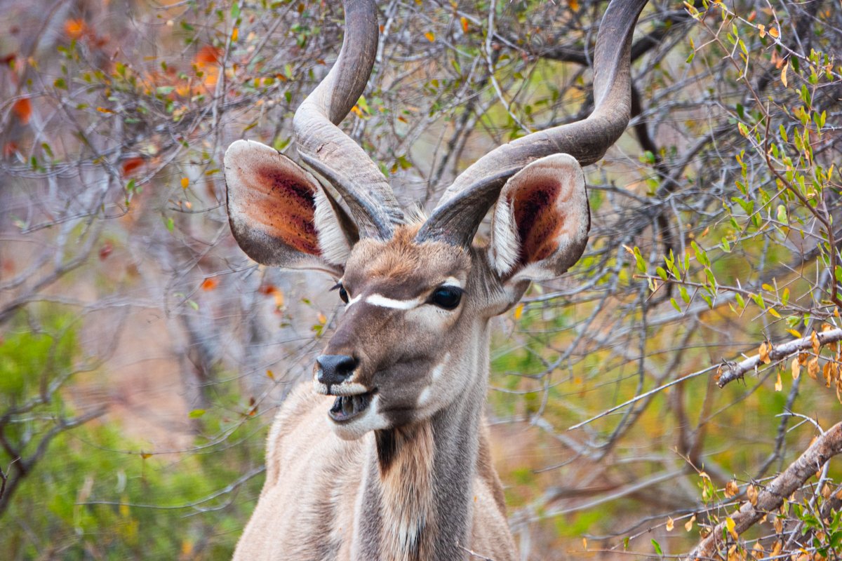 Safari im Norden - Teil 3