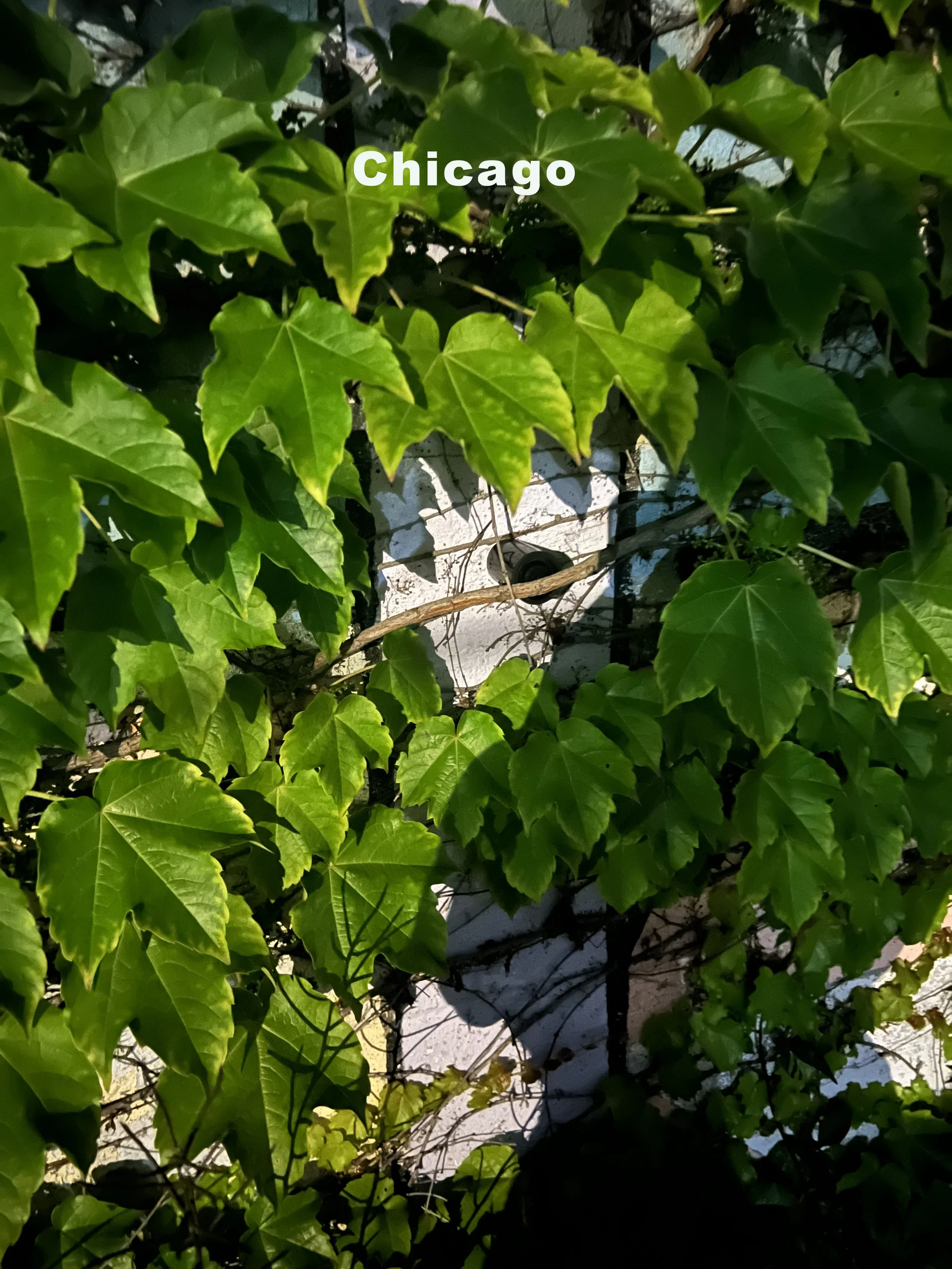 chicago.jpg
