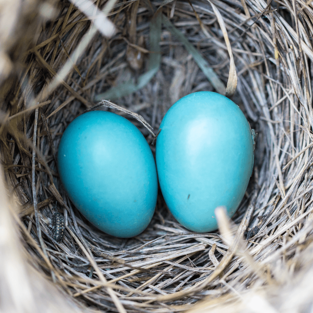 The Emotions of Empty Nesting in Menopause
