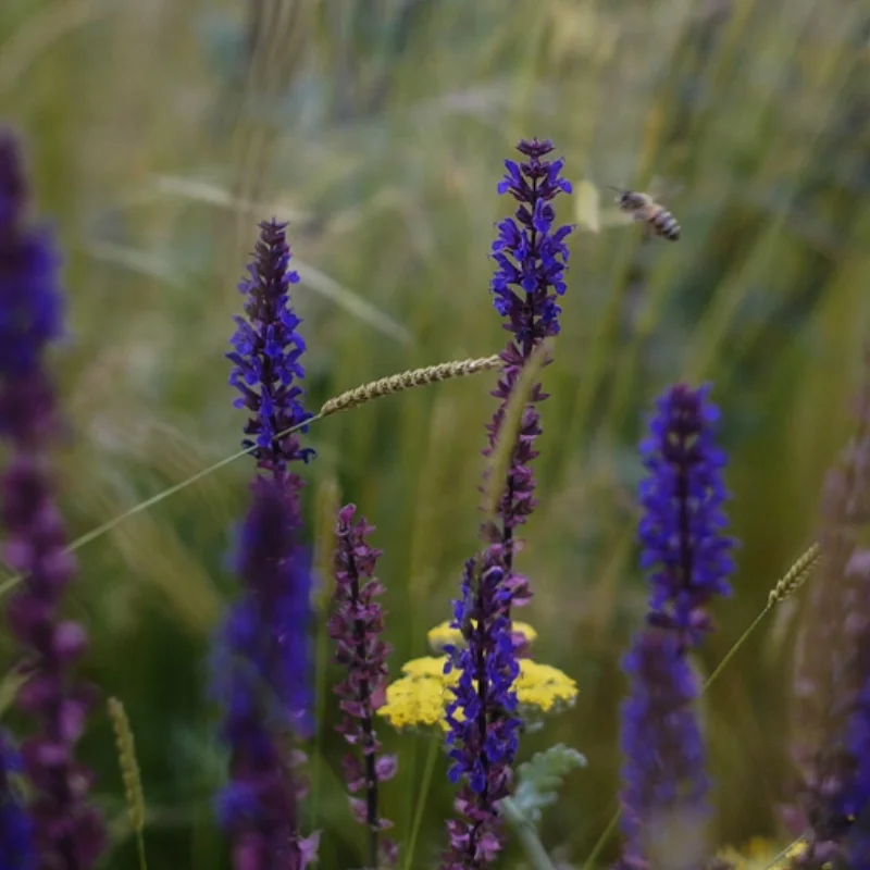 Border-Control-Garden-Bees.jpg