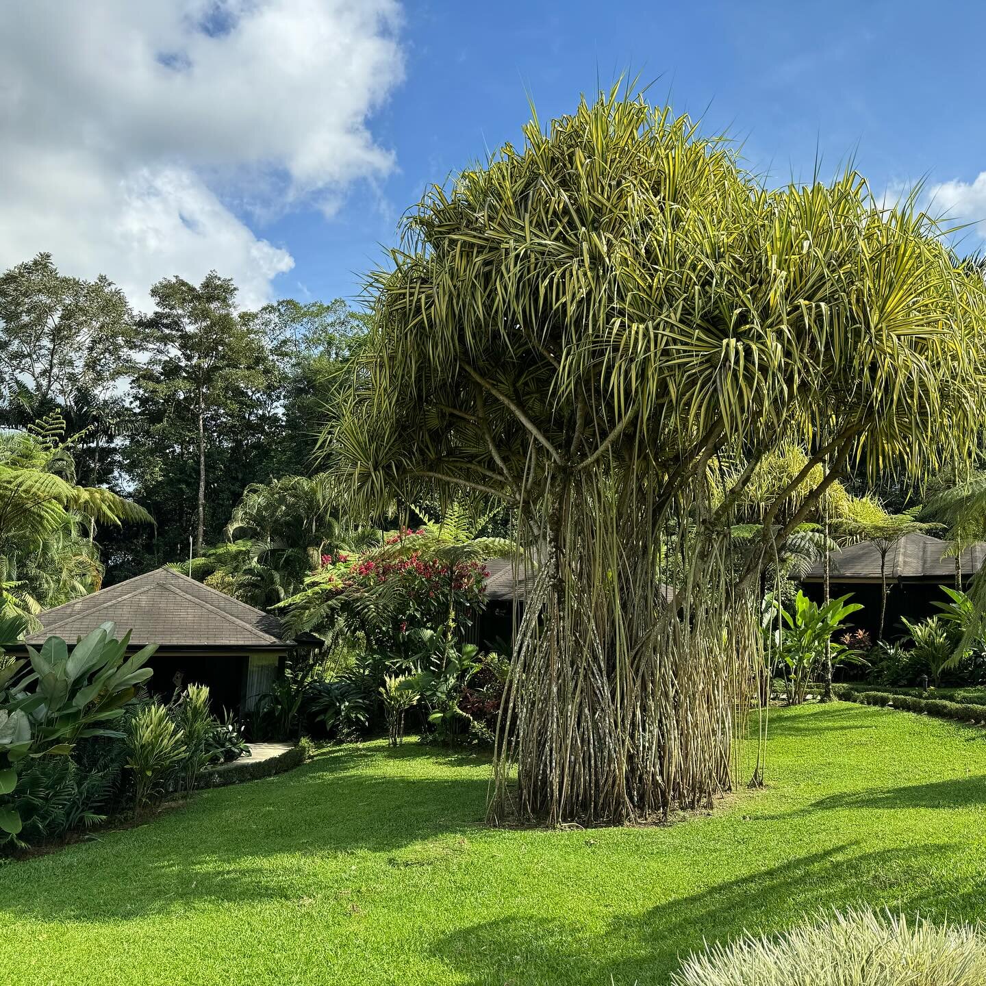 Wow Costa Rica you really don&rsquo;t disappoint - it&rsquo;s like the plants here are on steroids. If anyone knows what the plant is on the first picture please let me know - leaves are like a Phormium but certainly puts the one in my garden to sham