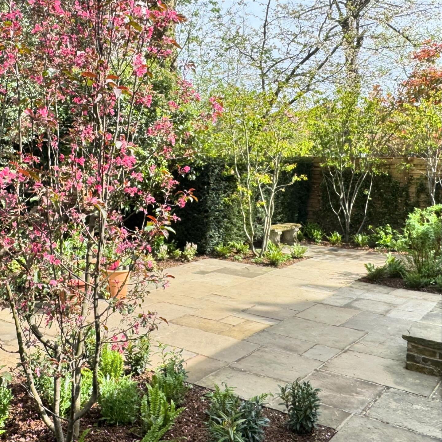What a lovely day to complete this soft landscaping project near Belsize Park. And quite a challenge it was too. Some pretty gigantic trees had to be man handled through a pretty small gap (farewell poor trolly - you did us proud) and the clay soil w
