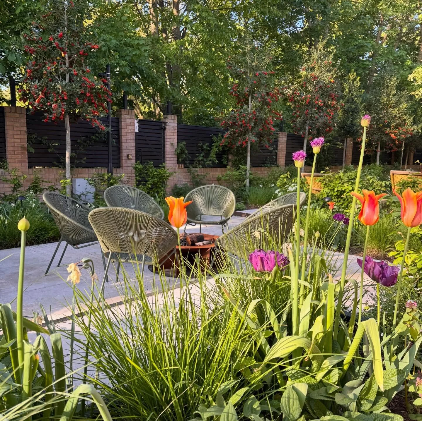 Back at our Sheen project to add one final tree to the scheme (I think the 25th to be planted in total). The garden is really filling out now and looked glorious with the spring bulbs coming through. A few glimpses of views throughout the space hopef