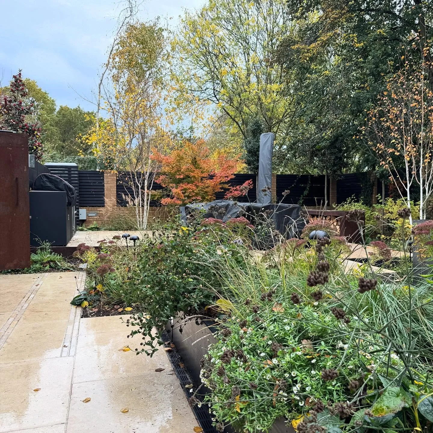 Autumn colours looking gorgeous in our Sheen project even on a dull and damp day. This time of year the colours are blending beautifully with the corten steen that is used extensively throughout this garden, especially the amazing log store built by 