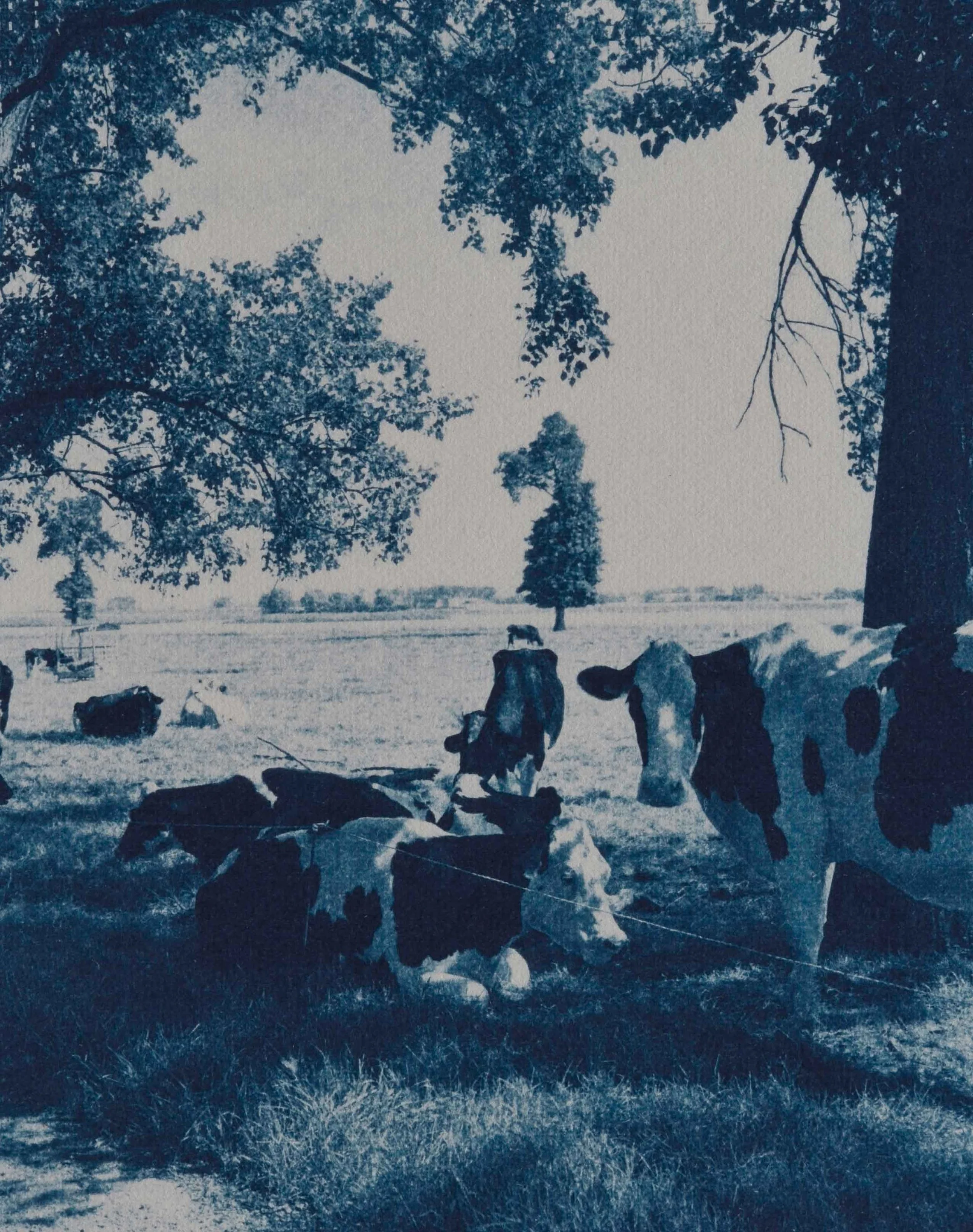flandres003.jpg