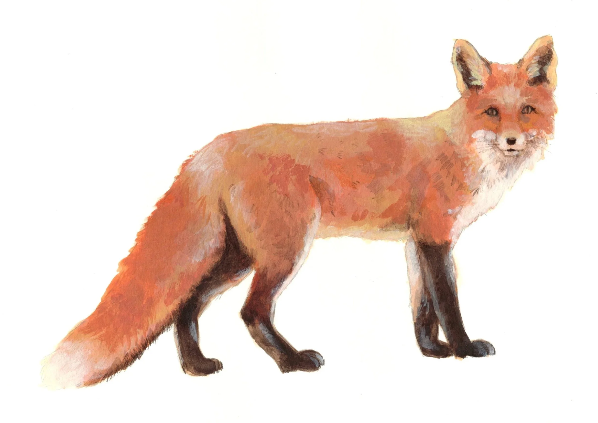 Fox.jpg