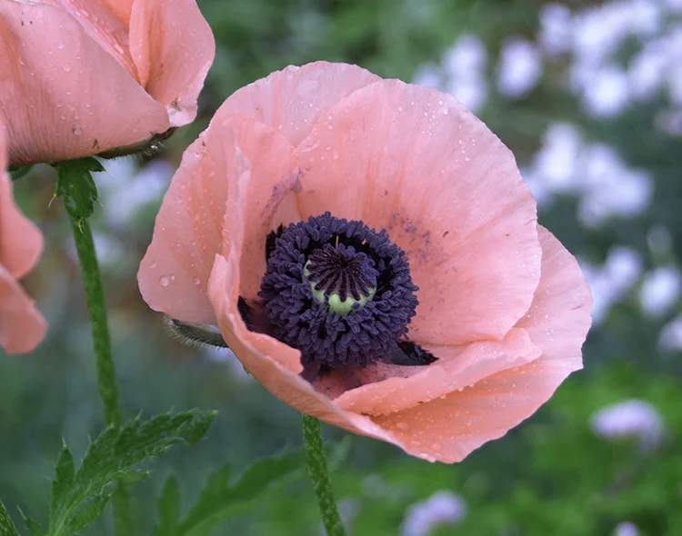 DSC_0081 2.JPG