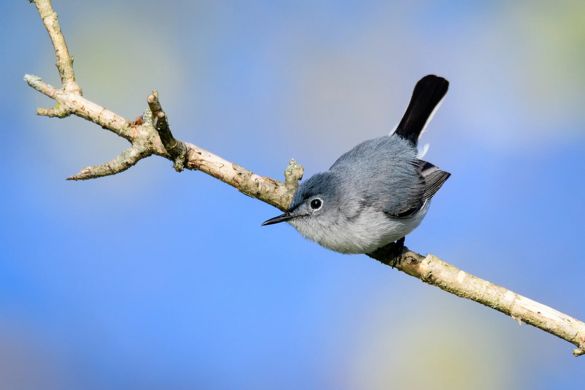 Blue Gray Gnatcatcher
