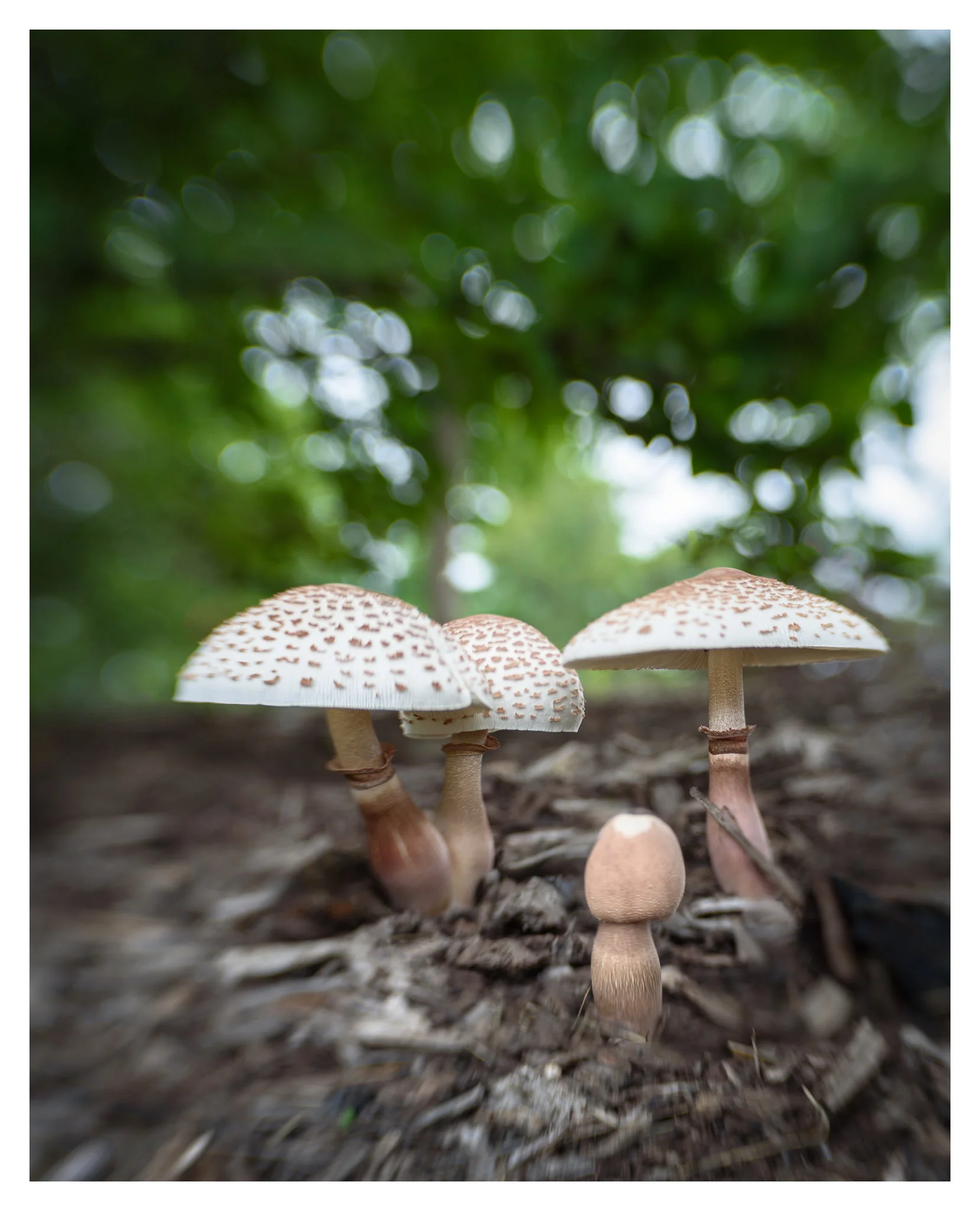 Mushrooms at Cox Arboretum MetroPark - Nikon D750 w/Lensbaby Sol 45 lens