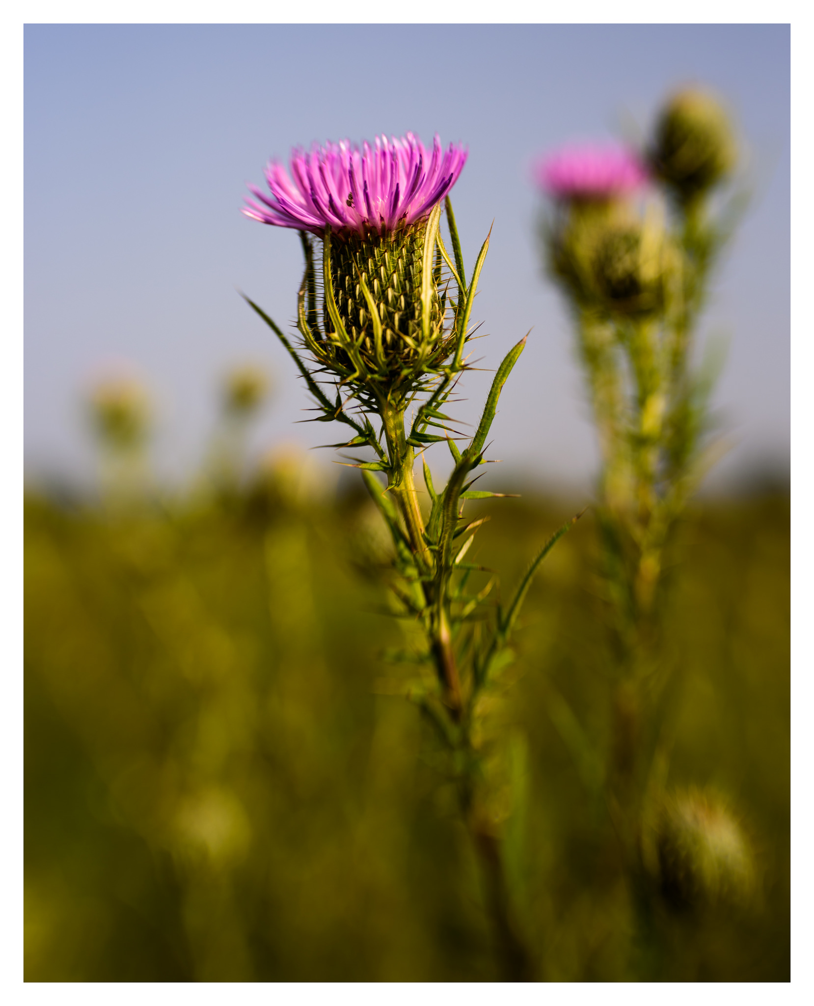 Thistle at Twin Creek Metropark - Nikon D750 w/Lensbaby Sol 45 lens