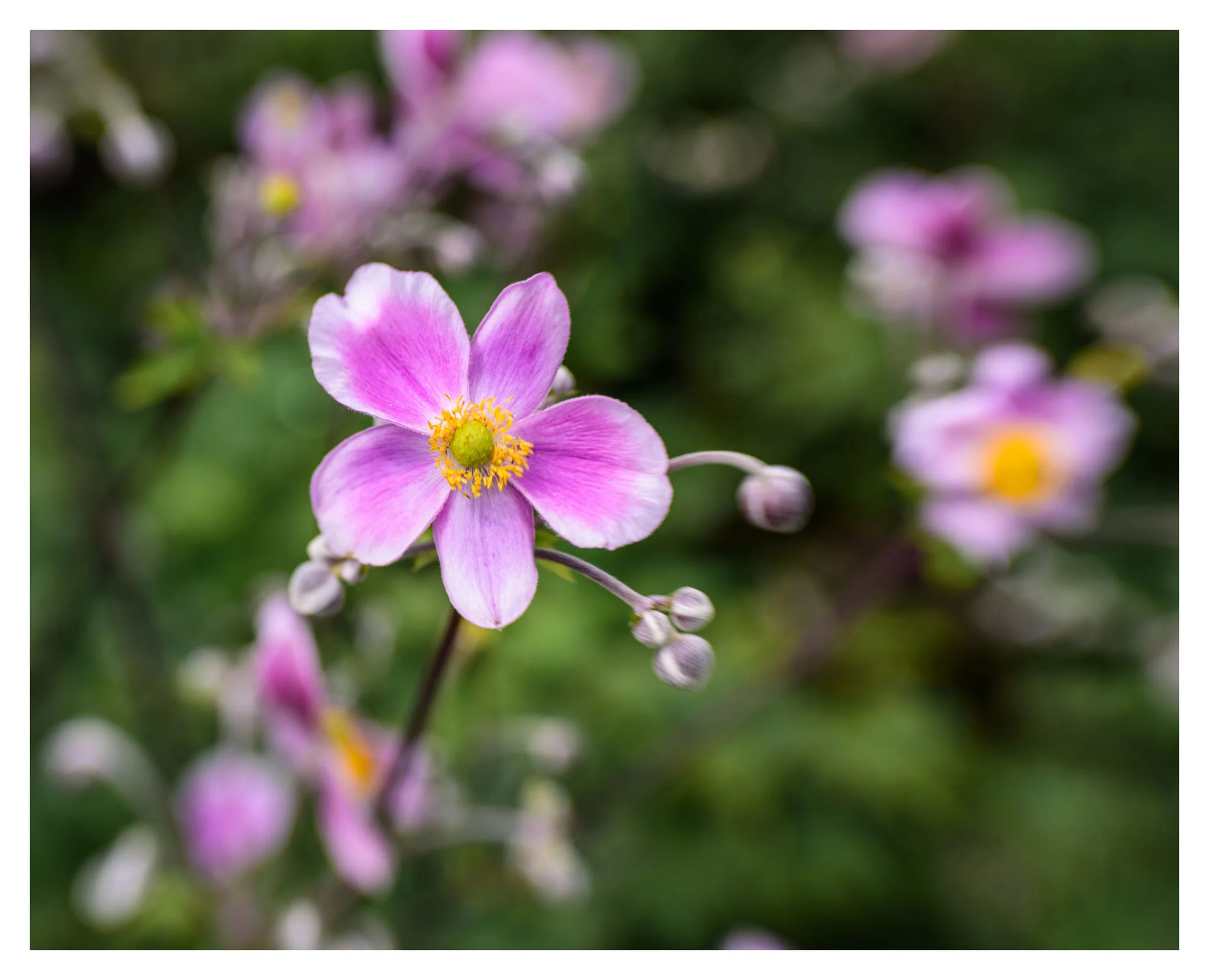 Unknown Flowers at Cox Arboretum MetroPark - Nikon D750 w/Lensbaby Sol 45 lens