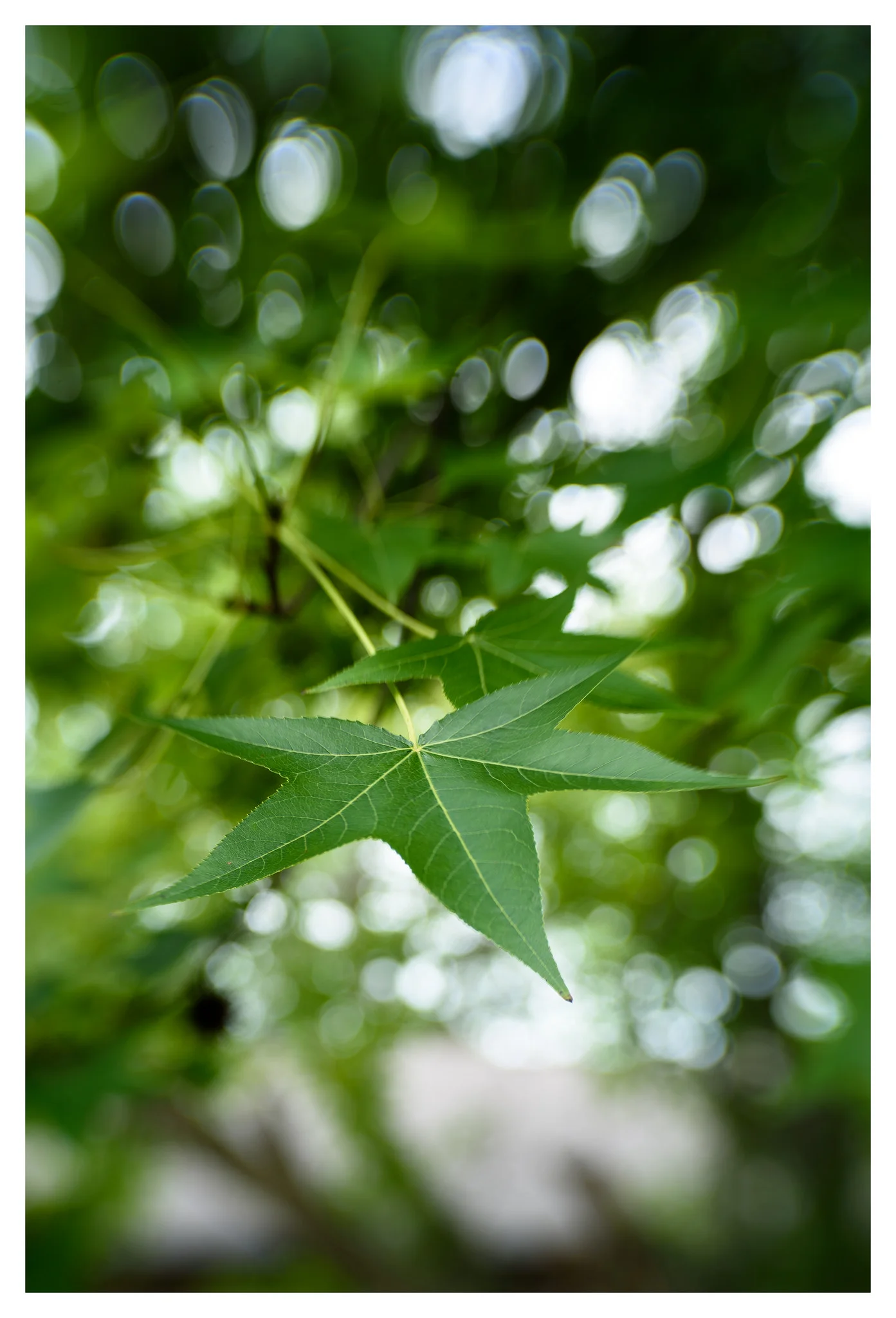 No Bokeh Blades
