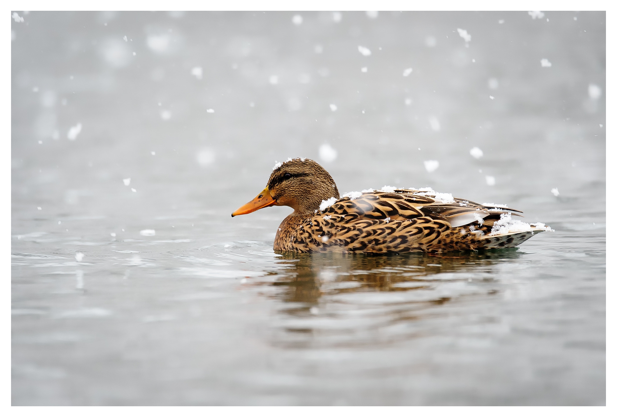 Female Mallard at Spring Lakes in Bellbrook, Ohio. It was single-digit temps that day and the snow was coming down hard. This Mallard made for great contrast in the nearly white-out conditions.