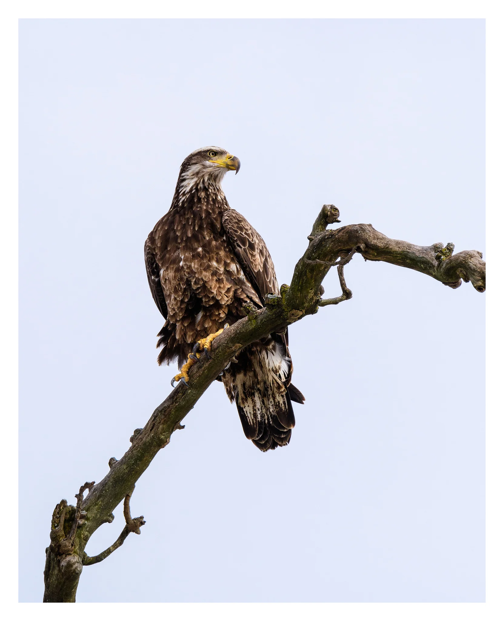 Juvenile Bald Eagle - Nikon D500 w/Tamron 150-600mm lens