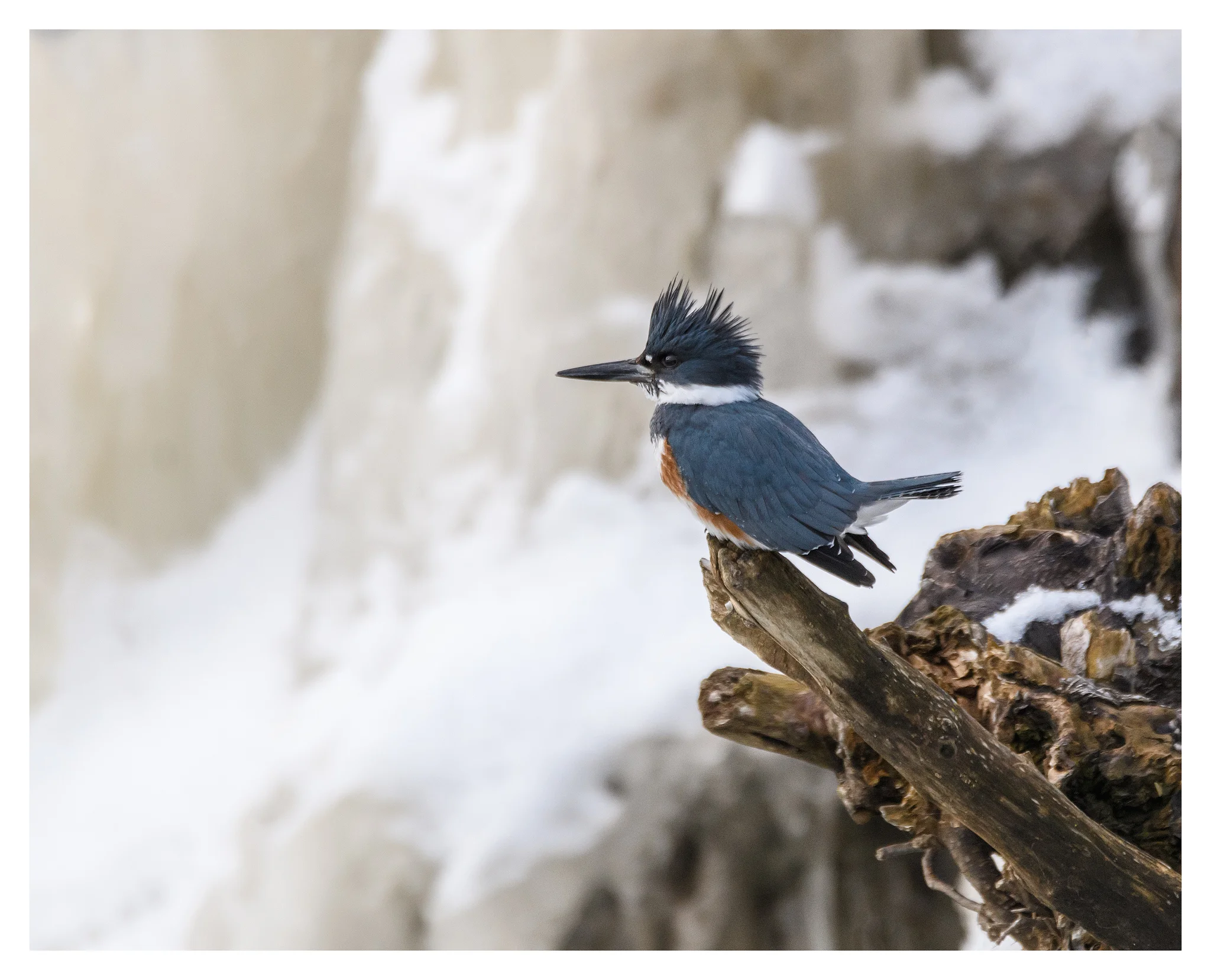 Male Belted Kingfisher - Nikon D500 w/Tamron 150-600mm lens
