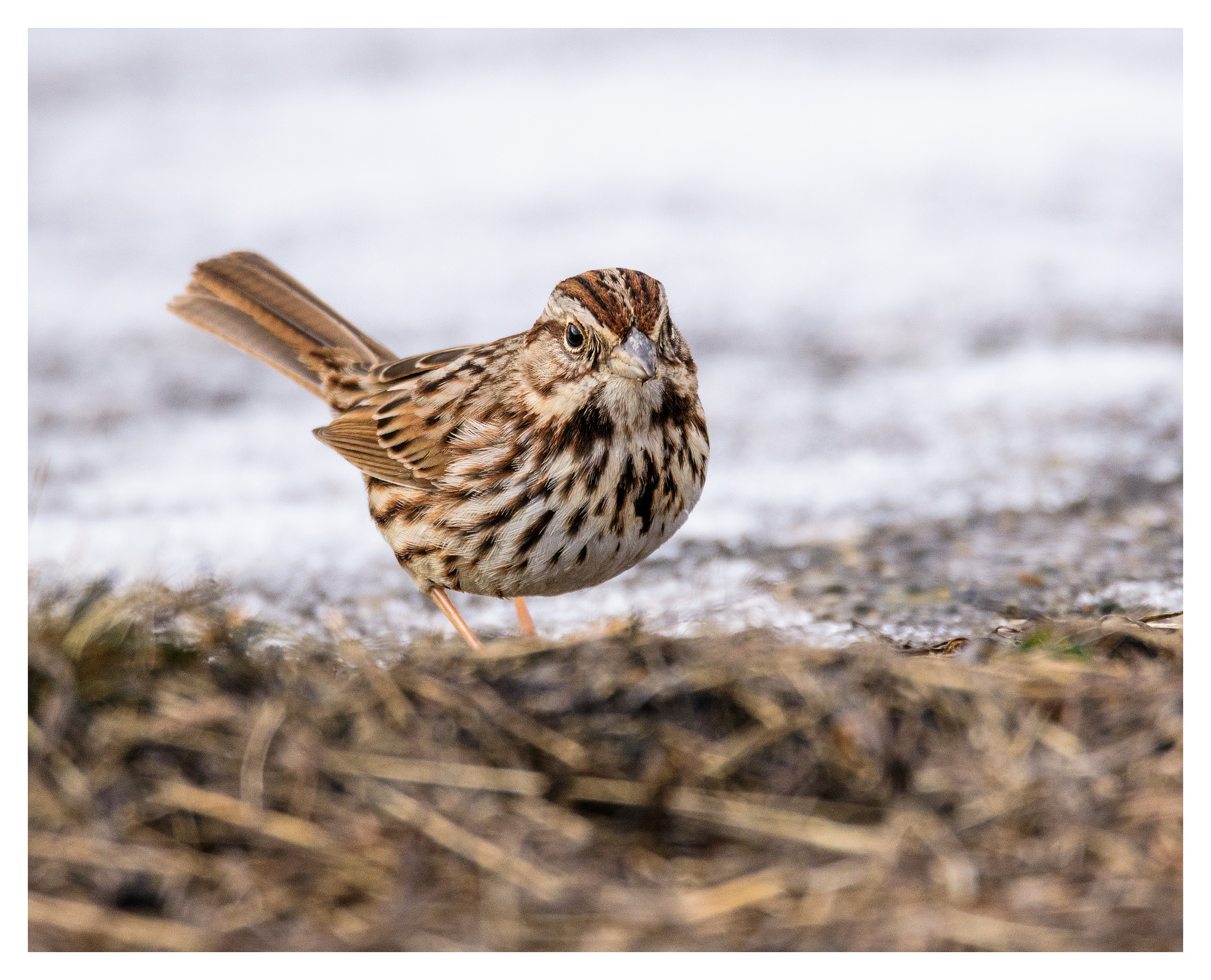 Song Sparrow- Nikon D500 w/Tamron 150-600mm lens