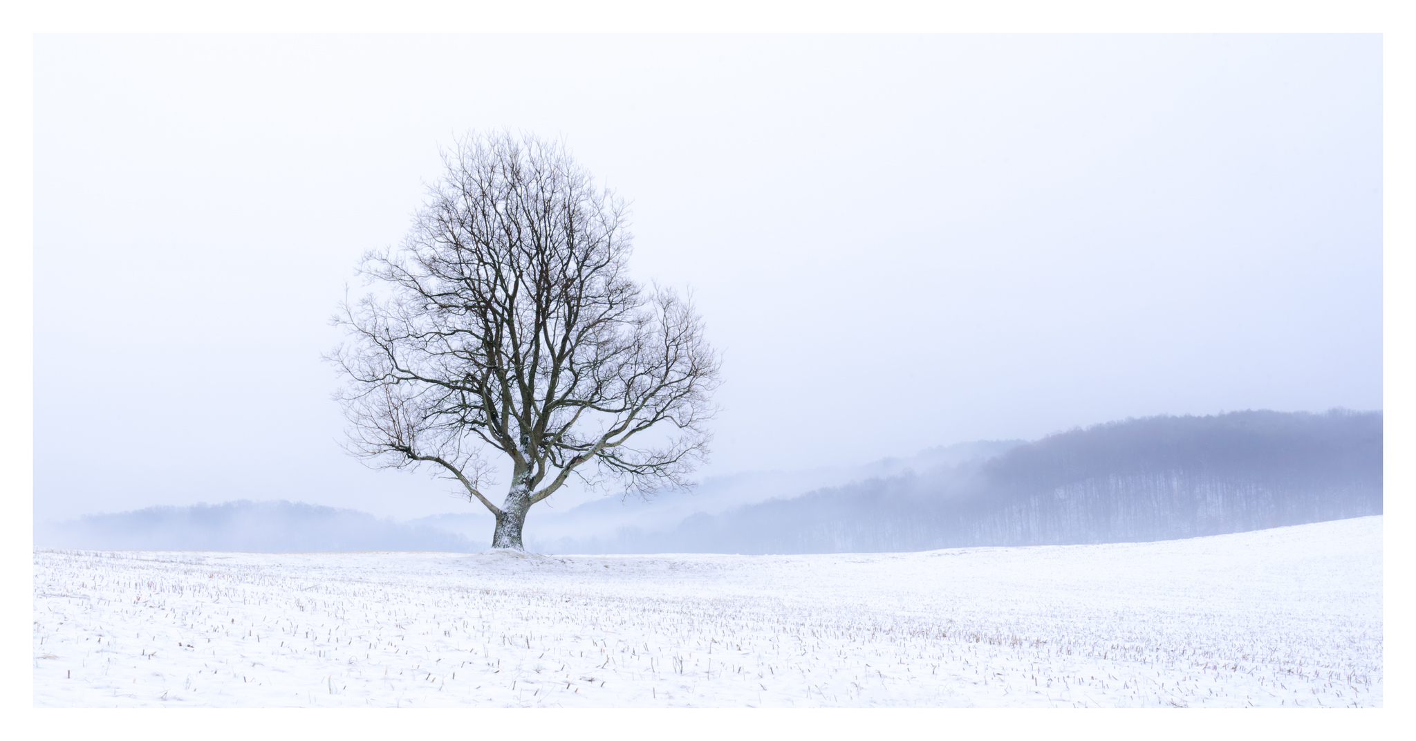 Lone Tree - Hocking County. Digital Pano Stitch