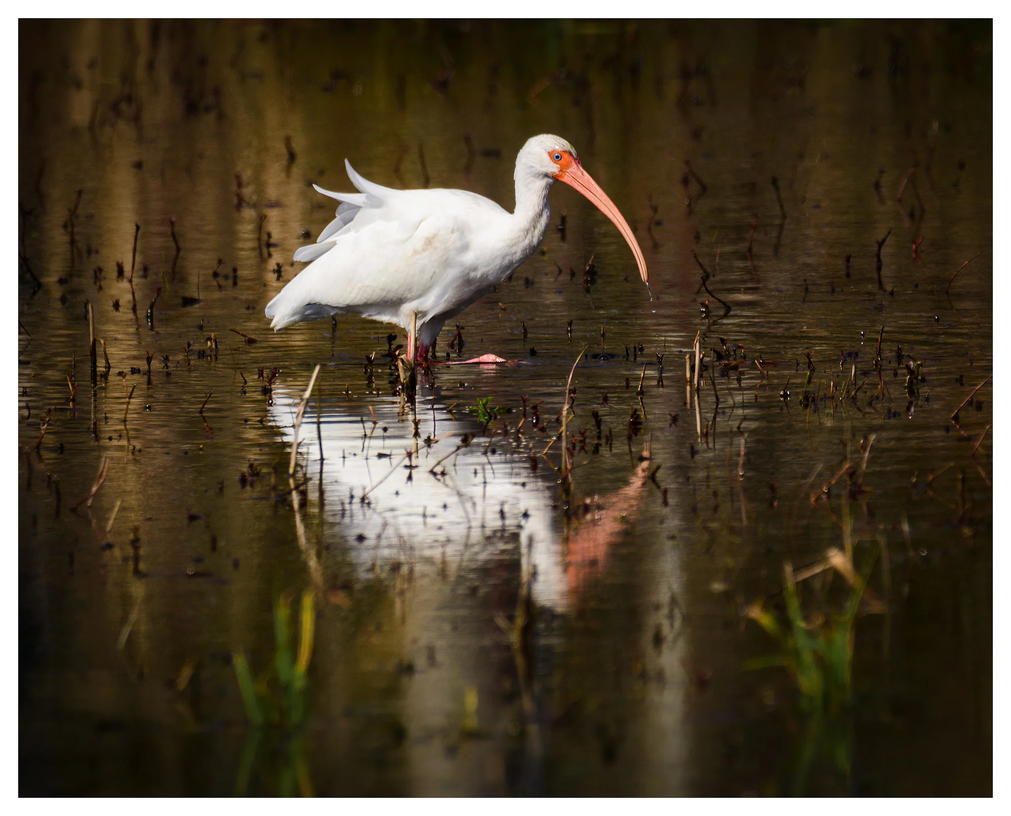 White Ibis at Mattamuskeet - Nikon D500 w/Tamron 150-600mm lens