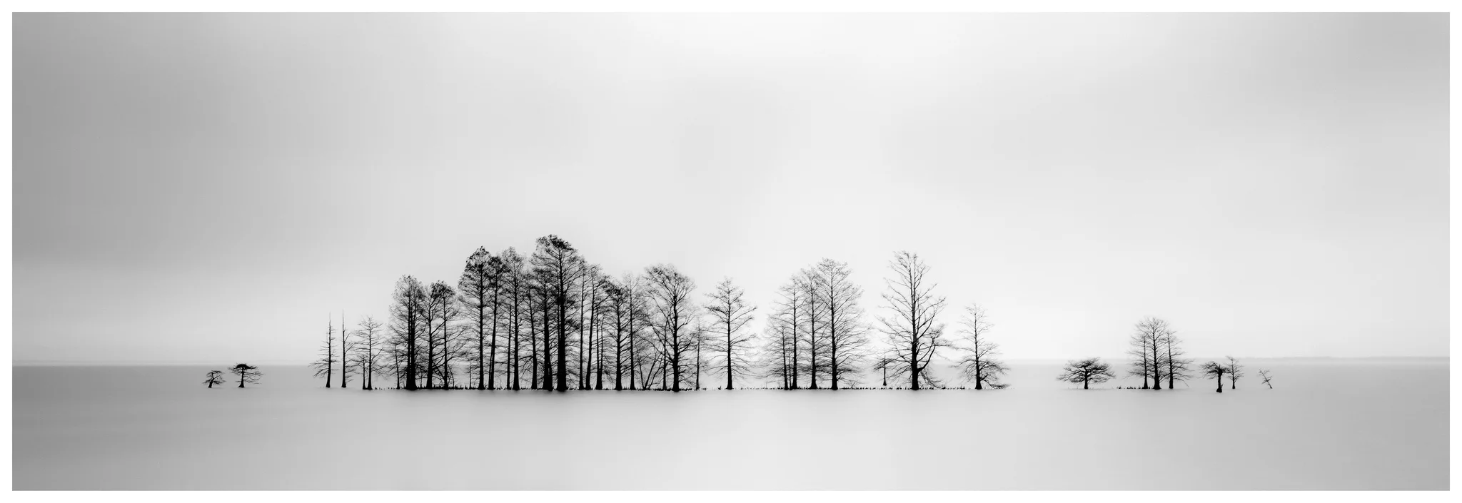 The Mattamuskeet Bald Cypress Trees - Fuji GX617 w/180mm lens on Fuji ACROS film, long exposure