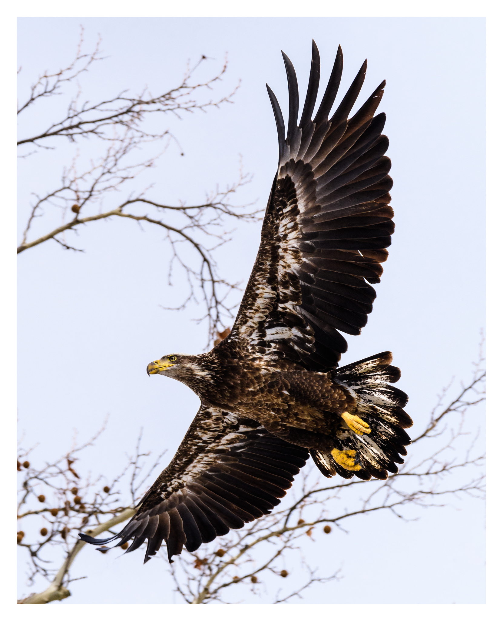 American Bald Eagle (juvenile) in flight. There’s no way I would have got this shot without a long lens (and a lot of patience and footwork).