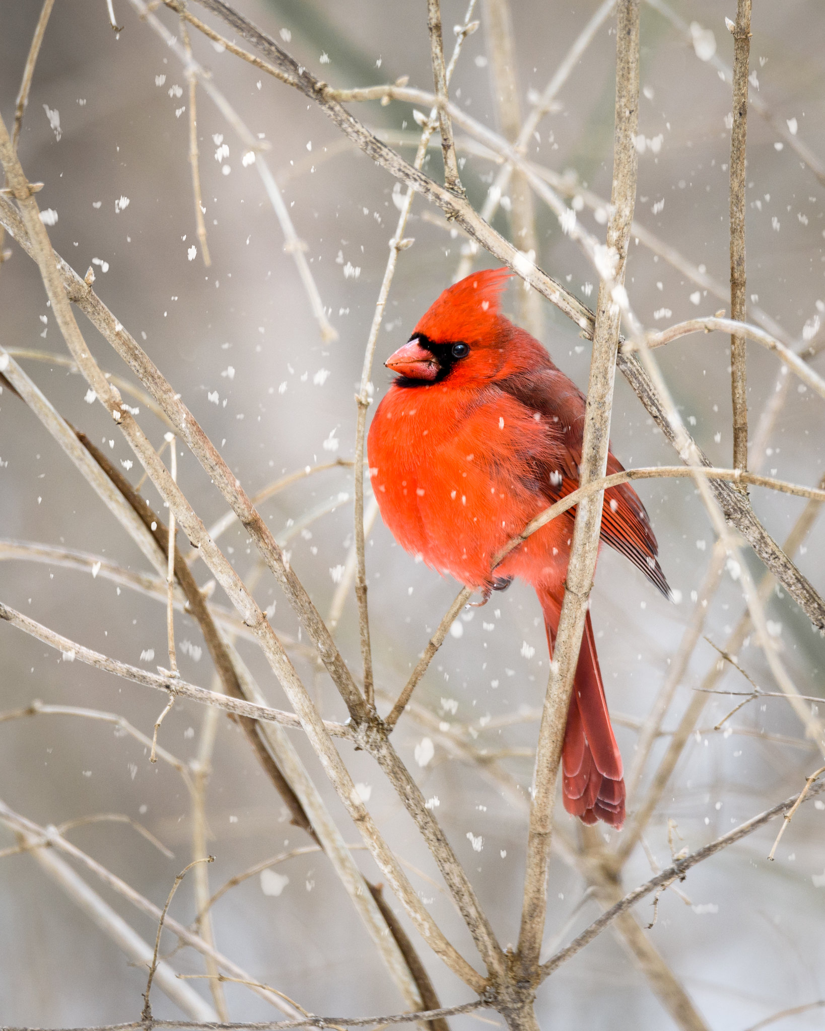 Male Cardinal during a snowy lunch walk at Hills and Dales MetroPark.