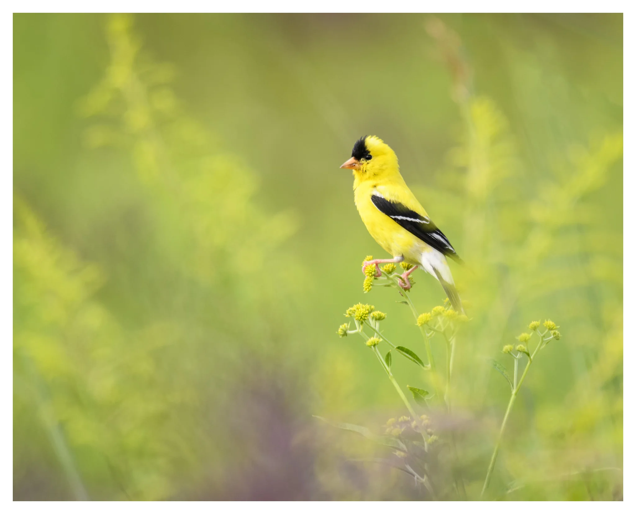 Male Goldfinch at Huffman Prairie.
