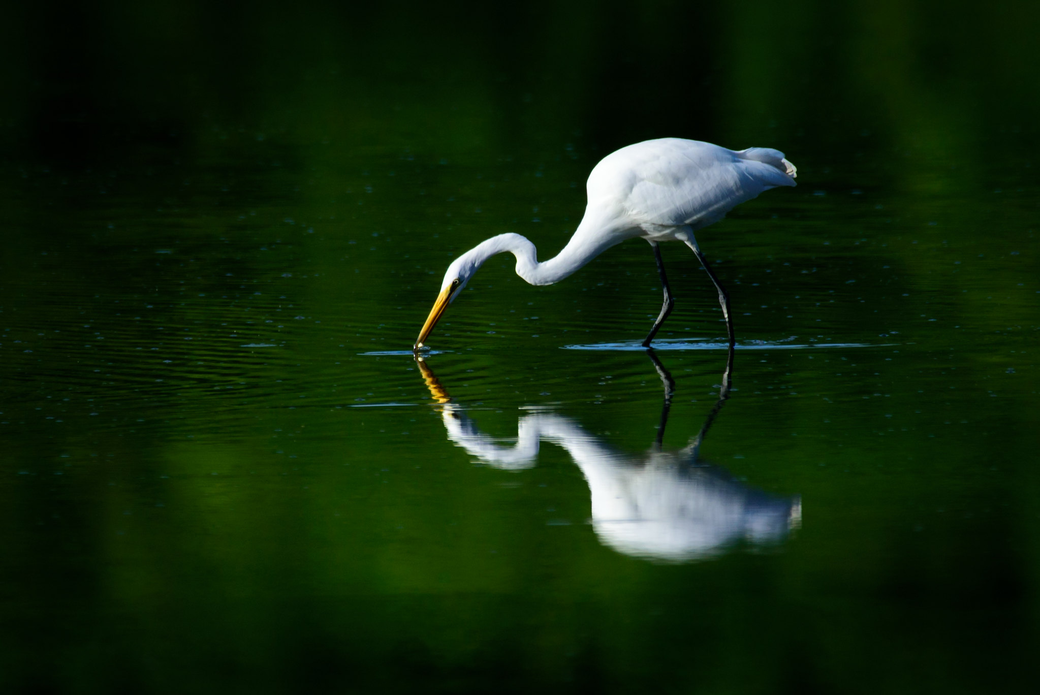 Great White Egret at Englewood Metropark.