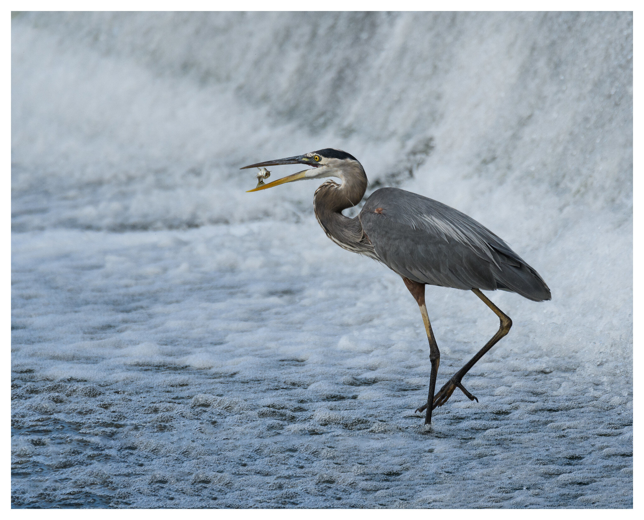 Great Blue Heron fish flip - Deeds Point