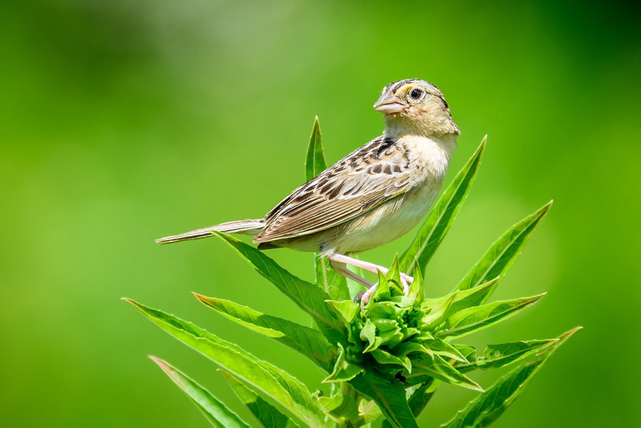 Grasshopper Sparrow - Twin Creek hiking trail