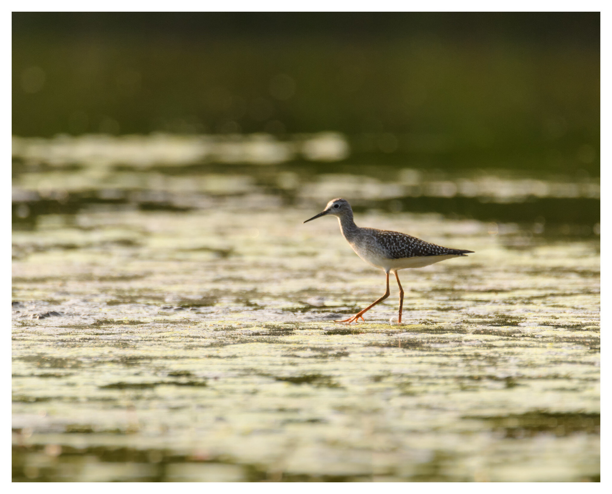 Greater Yellowlegs - Caesar Creek State Park