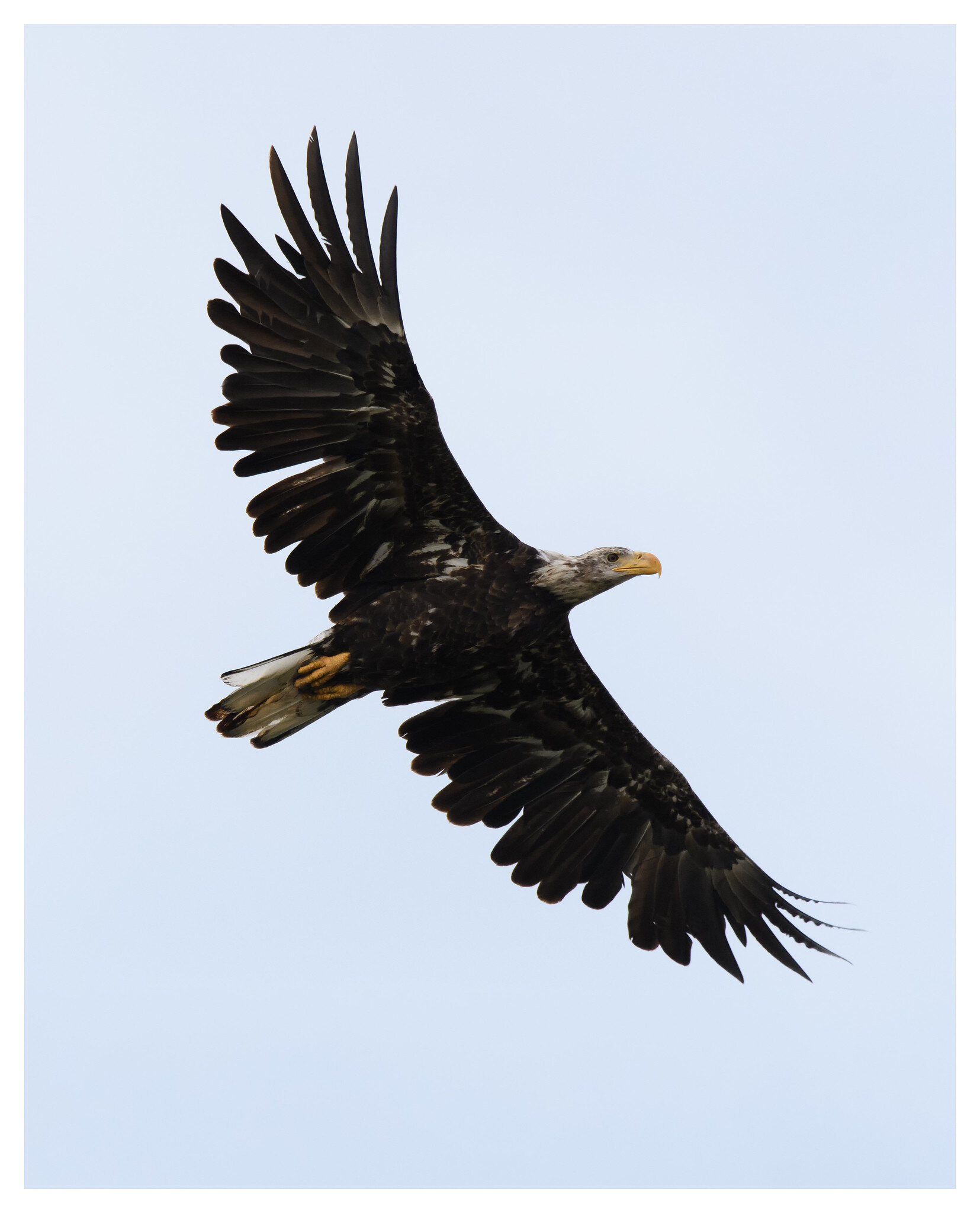 Juvenile Bald Eagle - Englewood Metropark