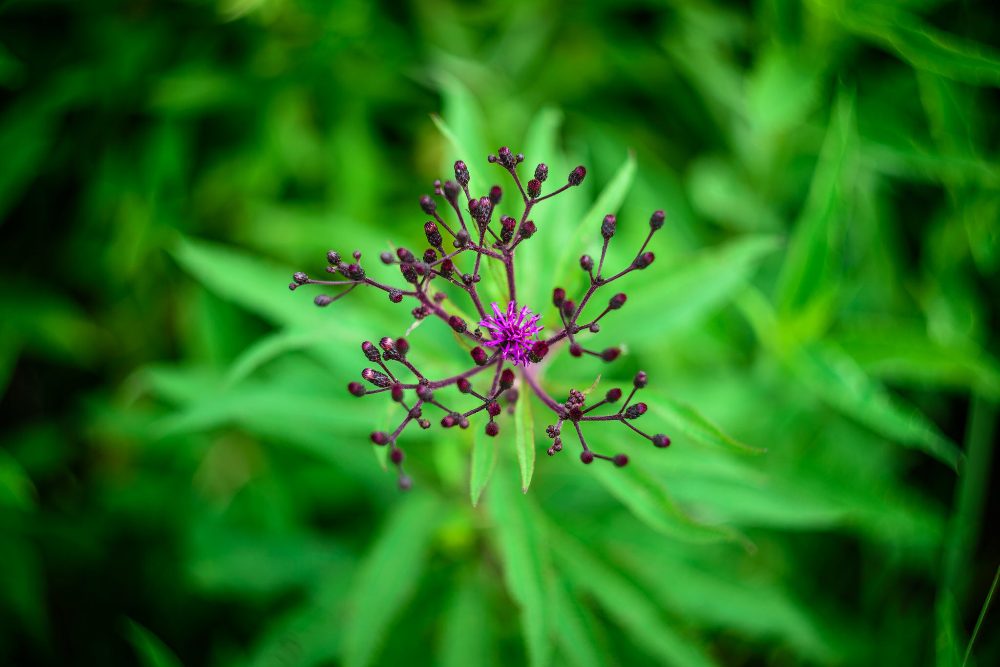 Image shot with the M44-7 lens. This was shot at f/2, with the background only 6-8 inches behind the wildflower. Note the very “swirly” Bokeh and the sharp center area where the wildflower is. Also there is some slight vignetting in the corners that disappears as you stop down on this lens.