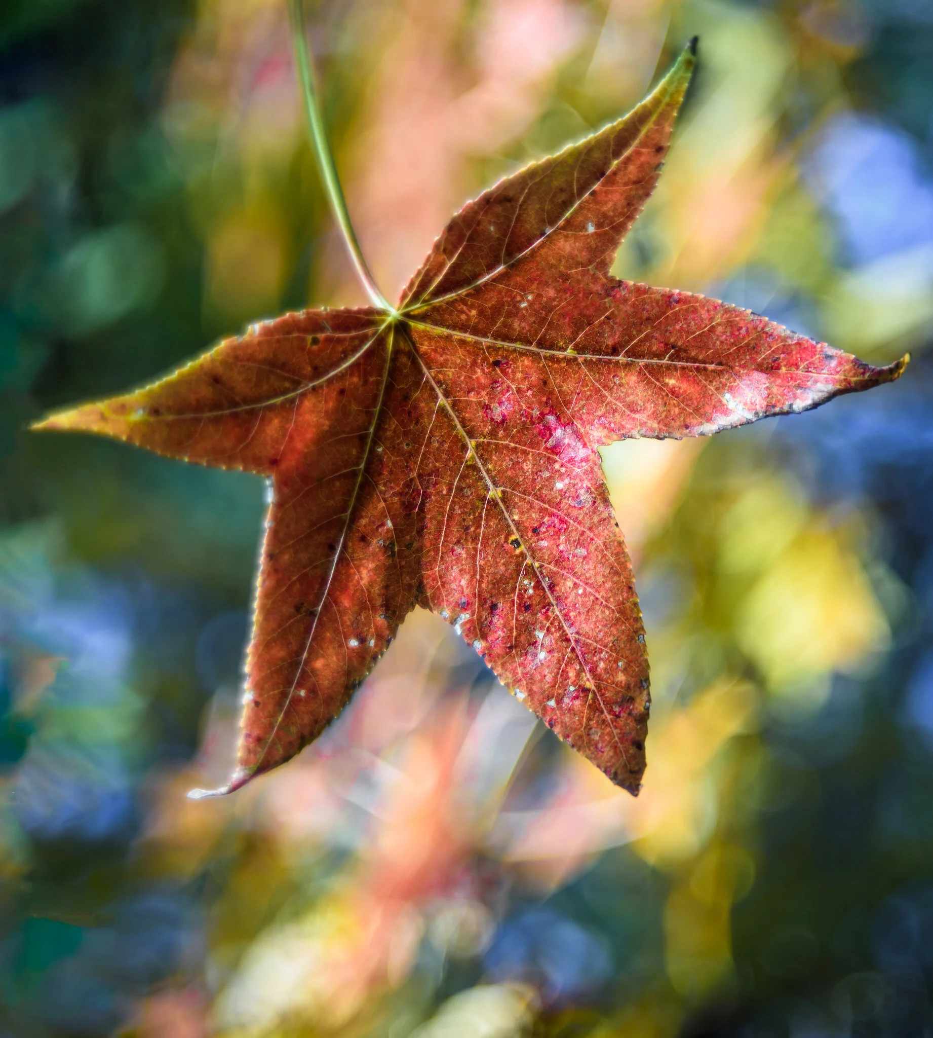 Gum Tree leaf shot with the M44-2 at f/2. Not even the entire leaf is in focus at f/2. Bokeh is a little less predictable, depending on what’s behind and the distance. In this case its another Gum Tree branch, a Pine Tree, and the sky in my backyard.