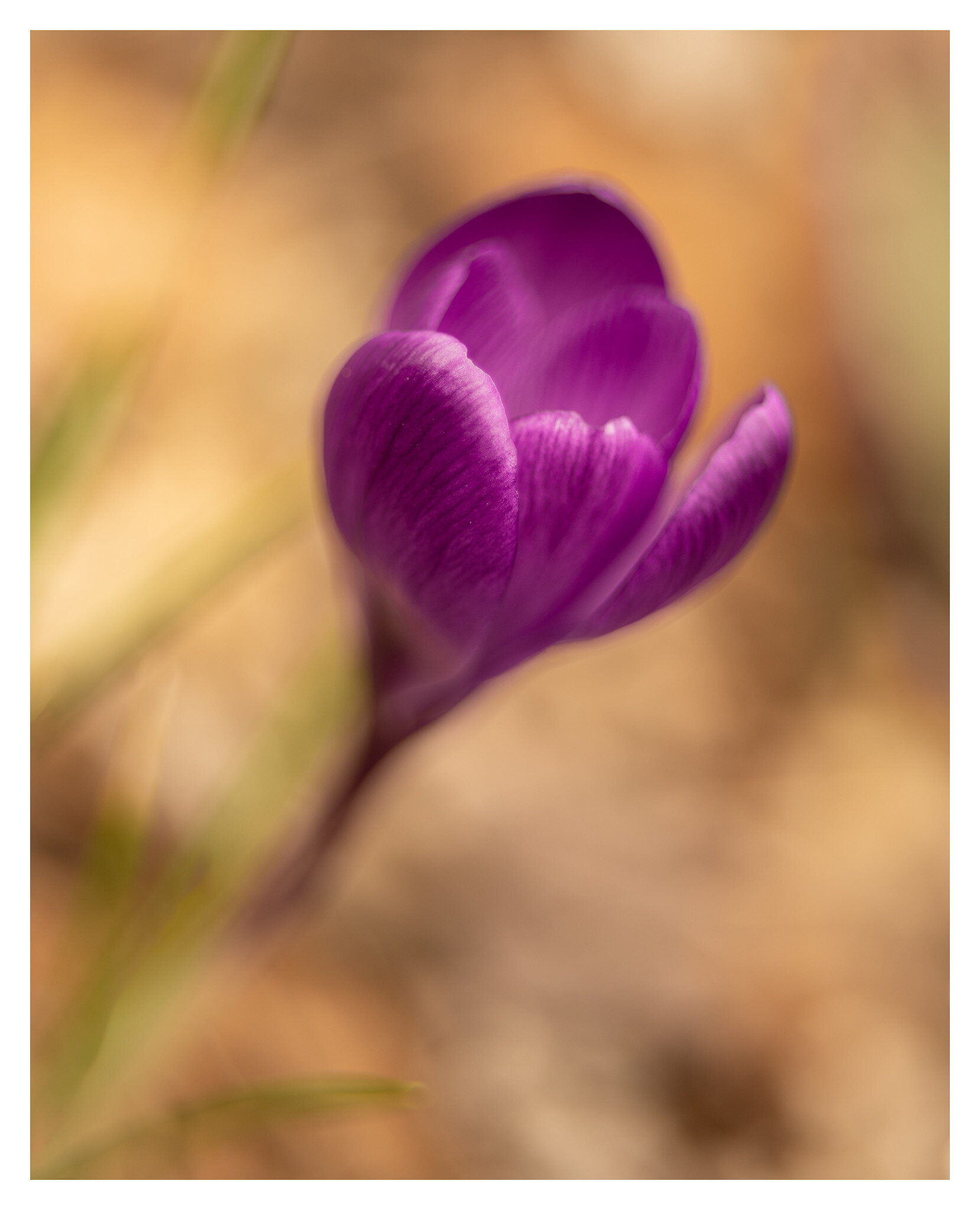 Crocus bloom in the front yard, M44-2 at f/2. Note that only the front of the flower is in focus. The brown left-over leaves from Fall are blown out nicely, even though they are only inches from the bloom.