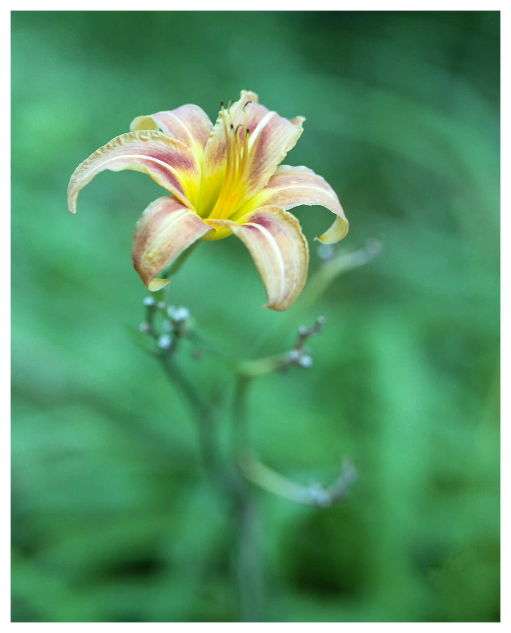 Lily - M44-2 at approx f/3-ish. Most of the flower is in focus but the leaves and grass behind it are Bokeh’d out nicely. This was shot on my Nikon F5 with Fuji 200C film, rated at 100.