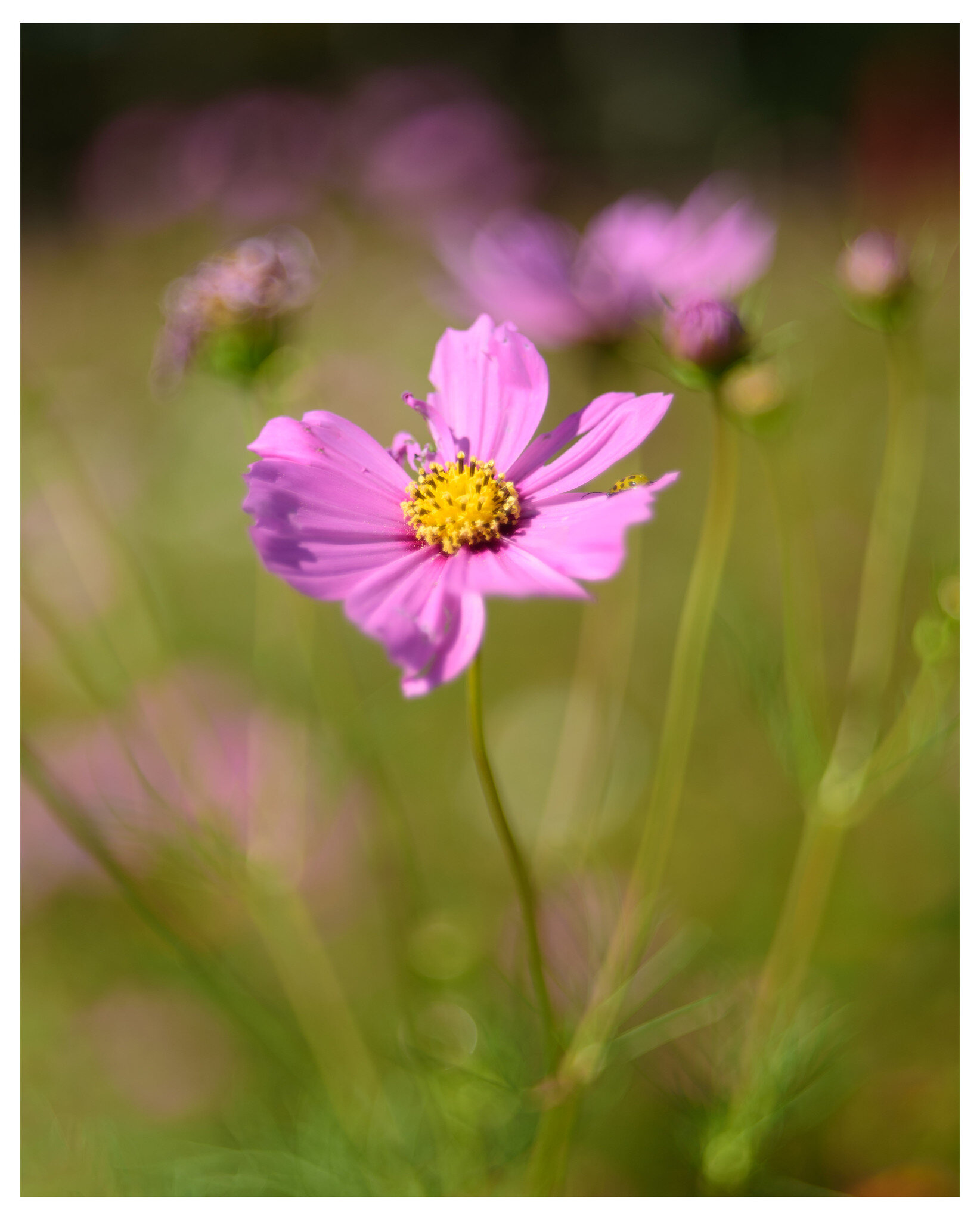 Anther Wildflower from this past weekend at Tom’s Pumpkin Farm in Miamisburg, Ohio. Shot on the M44-2 at f/3-ish